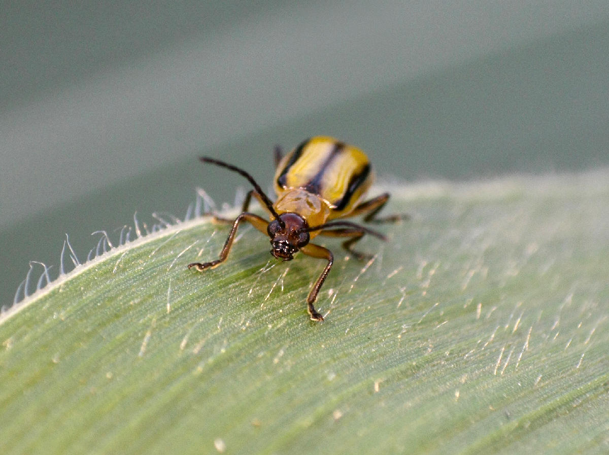 Diabrotica virgifera